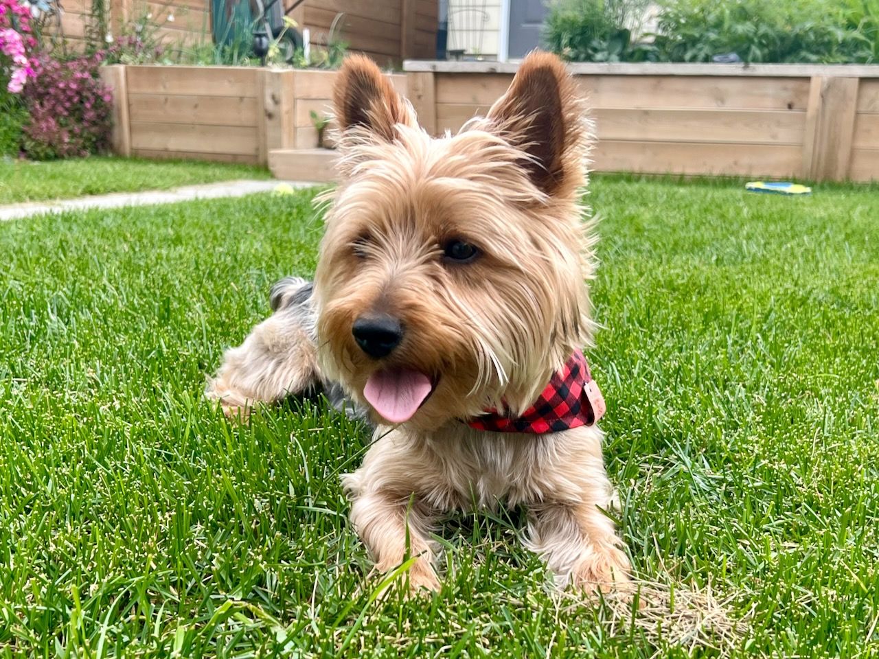 Kilabyte wearing a bandanna
