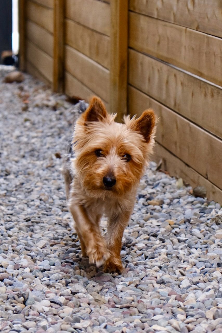 Just a boss struttin his stuff.